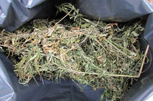 На Гребінківщині викрили любителя коноплі 