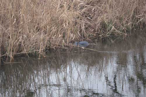 На Полтавщині у річці виявлено тіло чоловіка, якого розшукували з листопада минулого року