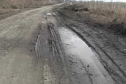 На узбіччі доріг Пирятинського району можна побачити, навіть, дохлих свиней 