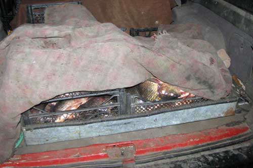 На Полтавщині 47-річний браконьєр перевозив близько 120-ти кілограмів риби