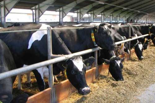 Канадці допомагатимуть розвивати молочний бізнес на Полтавщині 