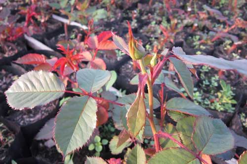 У Гребінці на Полтавщині висадили півсотні троянд 