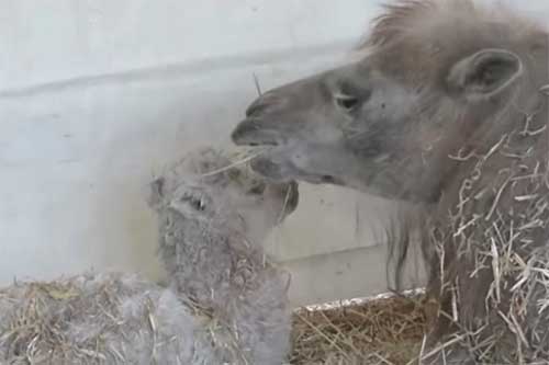 У Лубнах народилось верблюденя