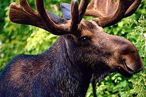 Черговий випадок сказу тварин зафіксували на Лубенщині