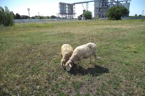 На Пирятинщині 34-річний чоловік викрав двох фермерських овець у односельця