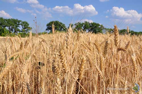 Посуха знизила урожай зернових Полтавщини на 25%