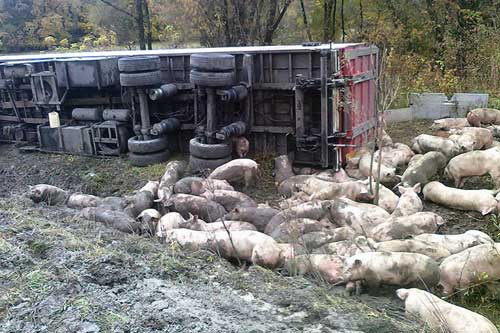 Поблизу Лубен перекинулася фура із поросятами