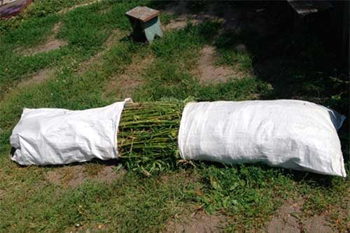 У жителя Гребінківщині поліцейські виявили посів більше 60 рослин коноплі