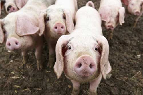 На Полтавщині знову поширюється африканська чума 