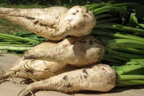 Цукровий буряк