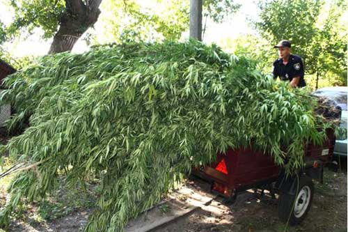 Оперції "Мак", Полтавщина