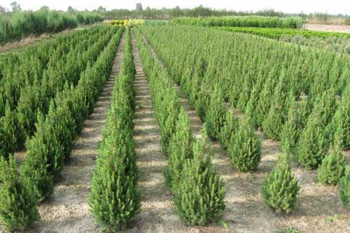 На Полтавщині стартував ялинковий бум