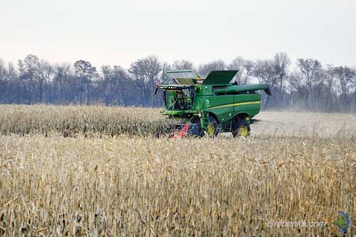 Полтавщина посідає місце лідера за обсягами виробництва зерна