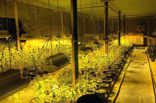 На Полтавщині СБУ припинила діяльність нарколабораторії