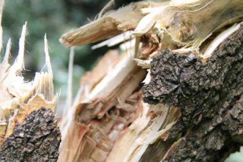 На Полтавщині 37-річного чоловіка вбило дерево, яке він спилював