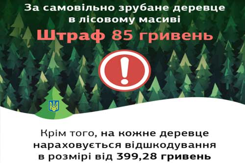 Полтавські лісівники розповіли у скільки обійдеться самовільний поруб новорічної ялинки