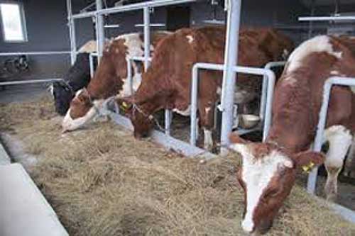 Про підсумки роботи в галузі тваринництва в Гребінківському районі за 2017 рік