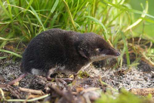 На Полтавщині у природному парку знайшли рідкісну тварину