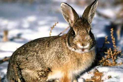Лубенські лісівники підтримують популяцію дикого зайця