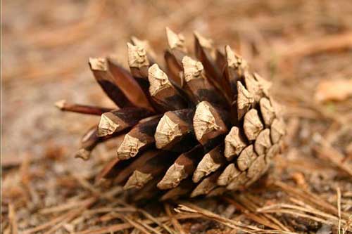 В Полтавському лісовому господарстві завдяки шишкосушарці перероблено 10 тонн шишок