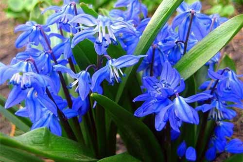 Полтавські лісівники нагадують про відповідальність за зірвані первоцвіти