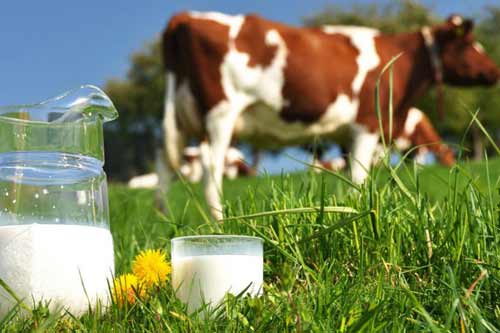 Полтавська область посідає перше місце серед інших регіонів України по виробництву молока