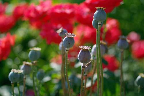 На Полтавщині правоохоронцями проводяться заходи під умовною назвою "Мак"