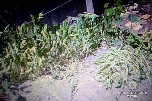 Гребінківські поліцейські вилучили близько 1100 стебел маку