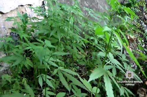 На Гребінківщині поліцейські виявили на присадибній ділянці близько 250 рослин конопель