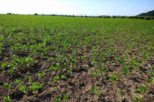 Прокуратура Полтавщини повернула у комунальну власність 2 га земельних ділянок