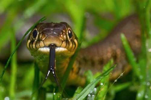 На Полтавщині 28-річного чоловіка вкусила змія