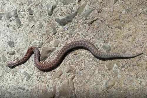 За тиждень на Полтавщині змії укусили троьх людей