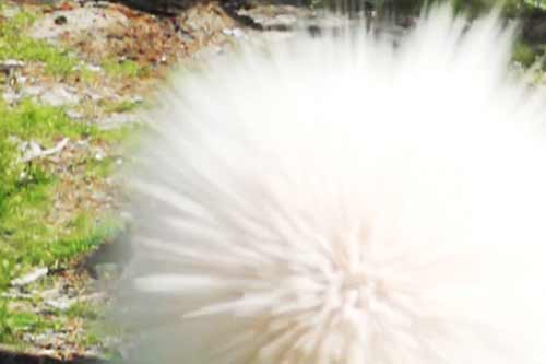 На Полтавщині при відкриванні воріт стався вибух невідомого предмета, постраждав хазяїн