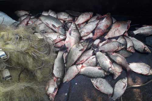 Браконьєрів за два тижні вісім разів спіймали на гарячому на території Сулинської затоки, — Полтавський рибпатруль