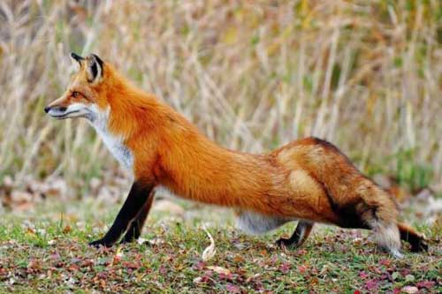 На Полтавщині розпочато проведення осінньої кампанії з пероральної імунізації диких м’ясоїдних тварин