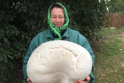 На Пирятинщині знайшли величезний гриб-дощовик вагою майже 5 кілограм