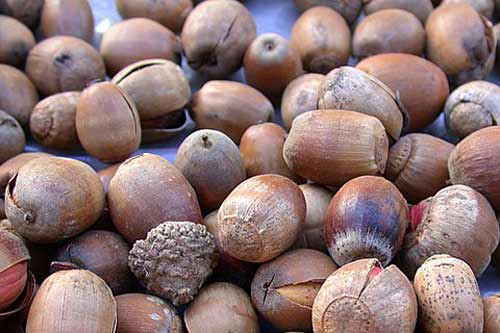 На Полтавщині лісівники заготовляють жолуді