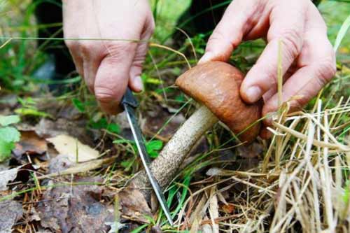 На Пирятинщині чоловік отруївся грибами