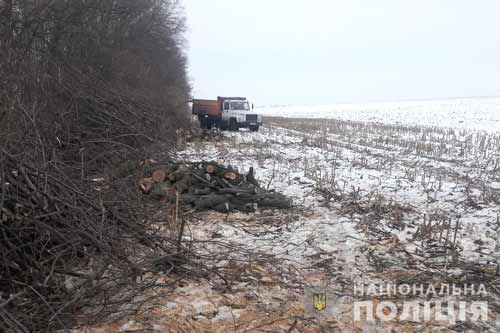 На Полтавщині поліцейські виявили незаконну вирубку дерев