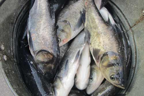 У водойми Полтавської області вселили майже 26 тонн риби