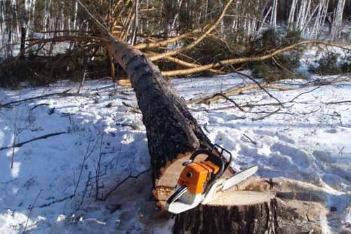 На Лубенщині чоловік отримав смертельні травми, під час обпилювання на власному подвір'ї фруктових дерев
