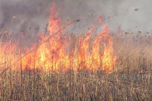 На Пирятинщині вигоріло 22 гектари очерету та сухостою