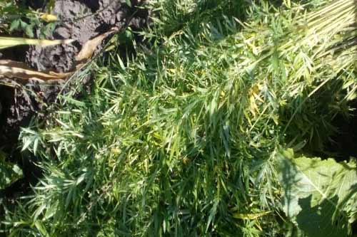 На Лубенщині правоохоронці у місцевого мешканця на присадибній ділянці виявили рослини коноплі 