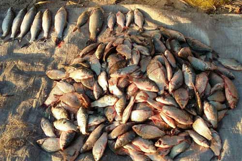 Із початку жовтня рибпатрульні Полтавщини зафіксували 208 порушень правил рибальства
