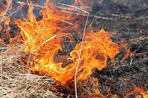 За тиждень на Полтавщині виникло 89 пожеж