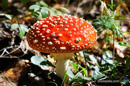 На Полтавщині 12 осіб отруїлися грибами