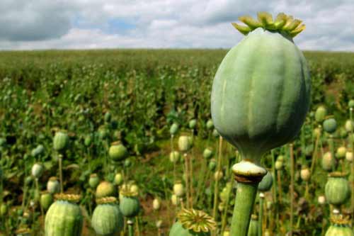 На Полтавщині колишній агроном захопився маком