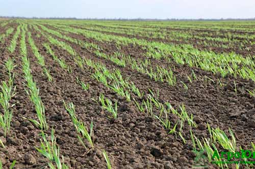 На Полтавщині завершили посів ярих зернових