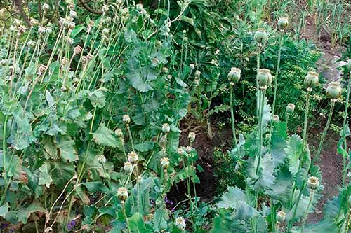 На Полтавщины виявили понад 400 рослини маку та конопель у двох жителів Решетилівського району