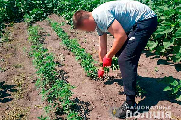 На Миргородщині поліція «зібрала» із соняшникового поля близько 5000 рослин конопель
